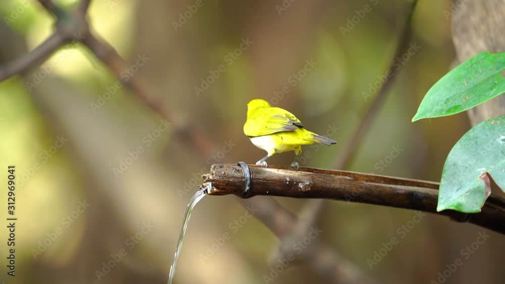 Japanese White-eye, Dark Green.Cute bird eating water.(Scientific Name : Zosterops simplex ) Japanese White-eye, Dark Green.Cute bird eating water.(Scientific Name : Zosterops simplex )
