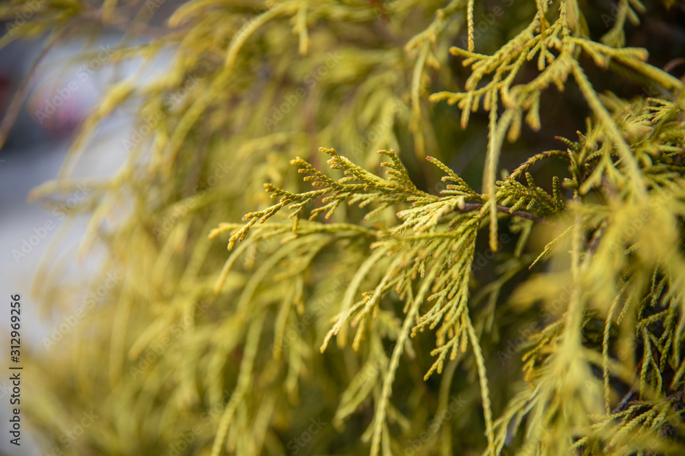 Pine tree Pine tree
