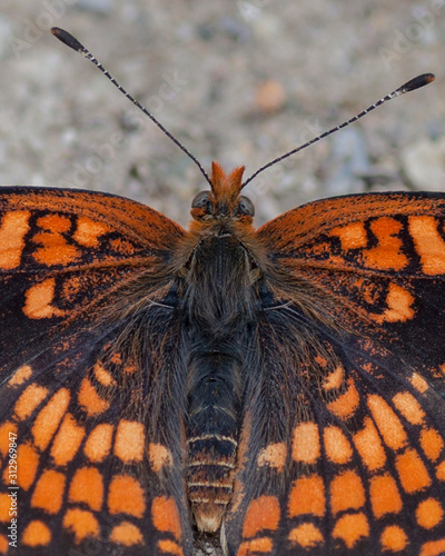 Butterflies of the Montana and the Northern Hemisphere © Teri