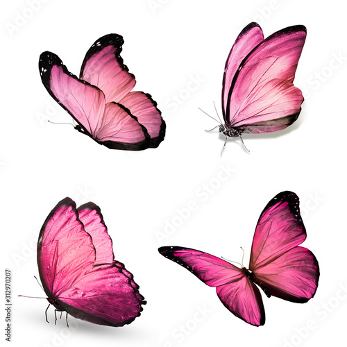 Color butterflies , isolated on white background photo