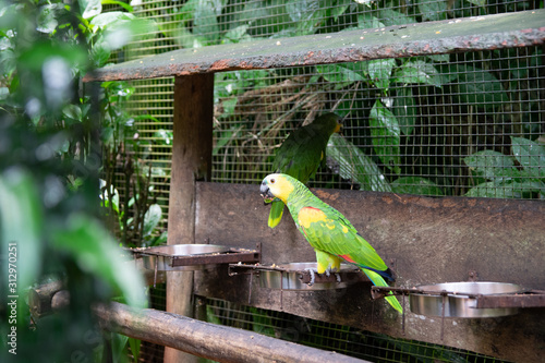 green parrot