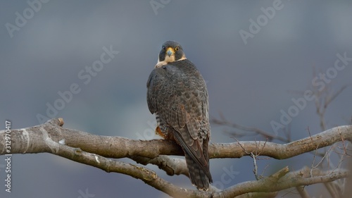 Peregrine falcon shows her back in Palisades Interstate Park