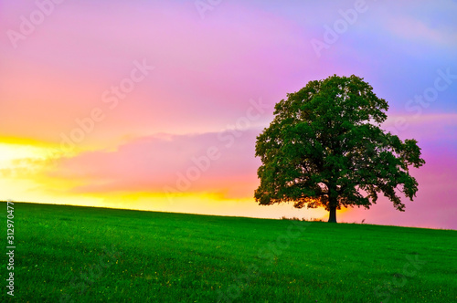 Peaceful landscape tree sunset sky