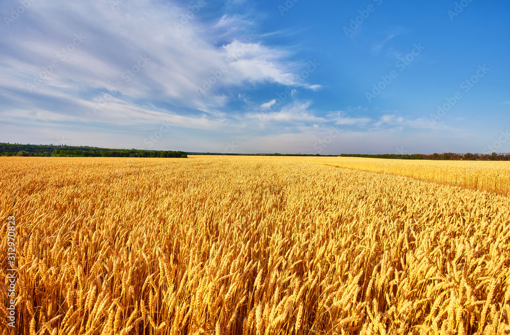 Gold wheat field and blue sky. Ukraine, Europe.