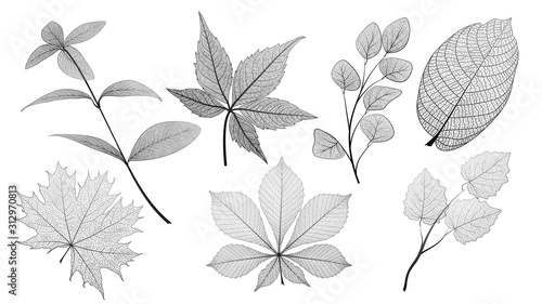 Set leaves on white. Leaf veins. Vector illustration. EPS 10. © helenagl