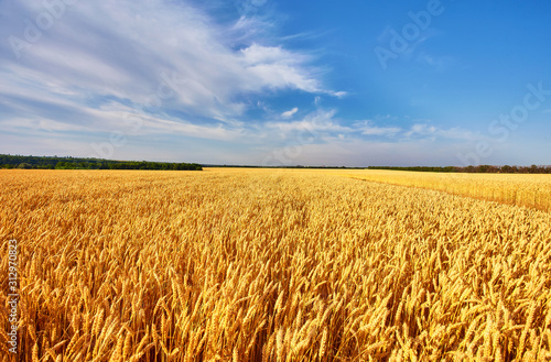 Gold wheat field and blue sky. Ukraine  Europe.