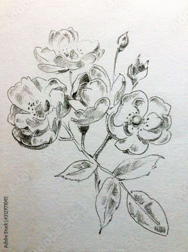 pencil drawing art background floral exotic flower rose single bloom textured decoration hand beautiful delicate romantic