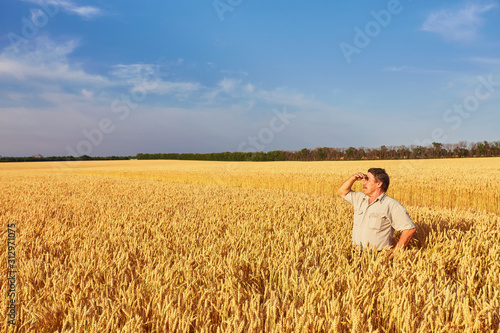 Farmer walking through a golden wheat field © Ryzhkov Oleksandr