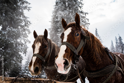 Horses with horse harness in snowy mountains with pine trees