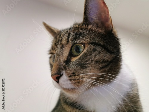 cat on white background © Katie