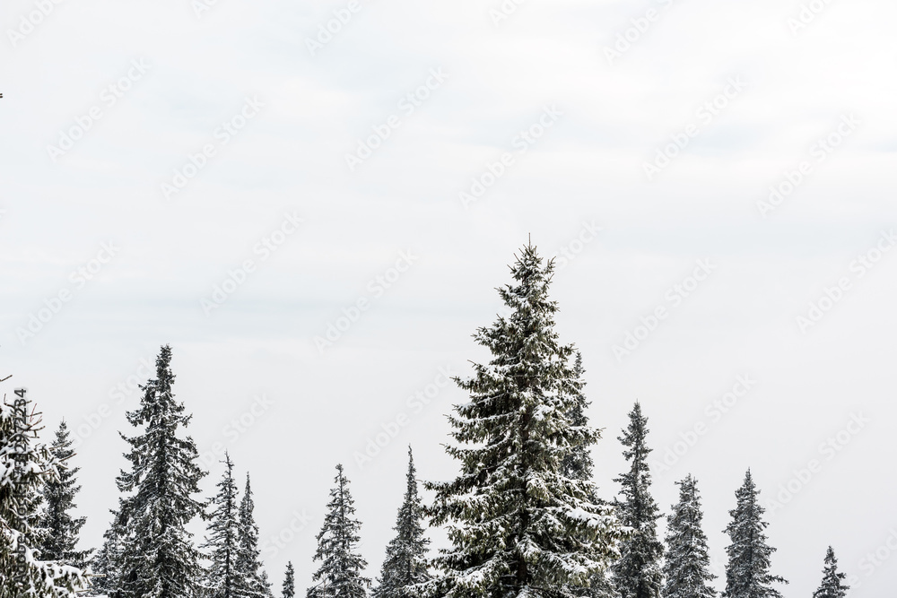 scenic view of pine trees covered with snow and pure sky scenic view of pine trees covered with snow and pure sky
