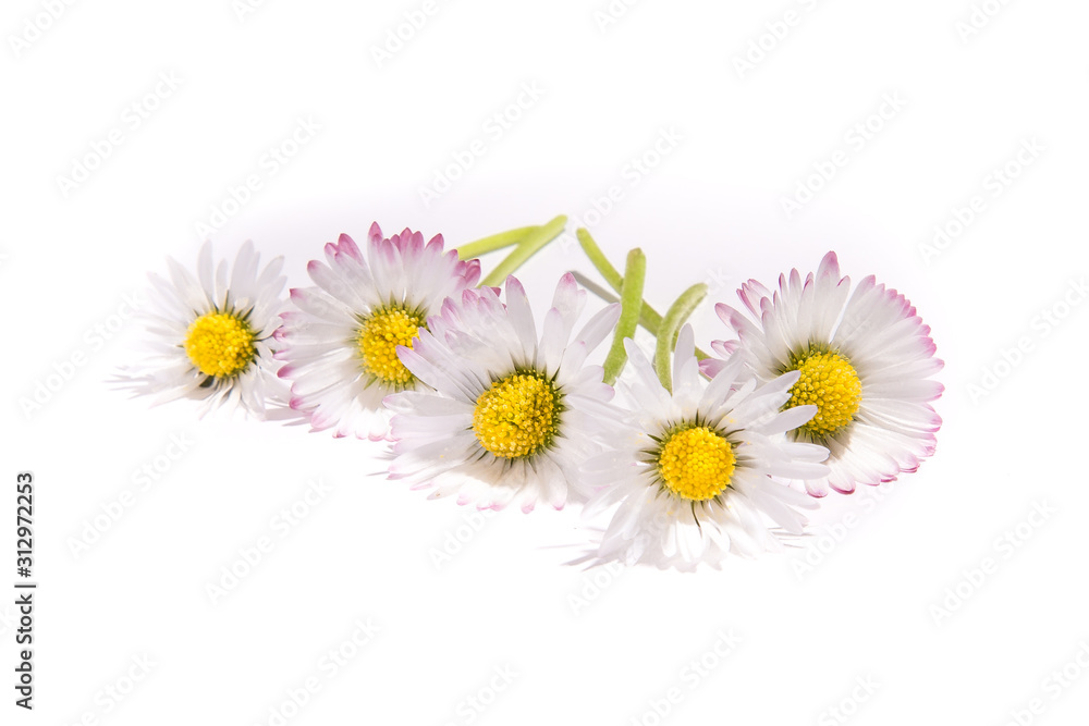 grupo de 5 delicadas flores de color amarillo, blanco y lila - obrazy, fototapety, plakaty 