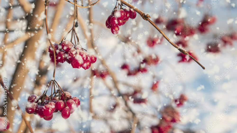 CINEMAGRAPH, 4k, falling snow in the winter forest. The snow is fallen on the viburnum berries.Loop