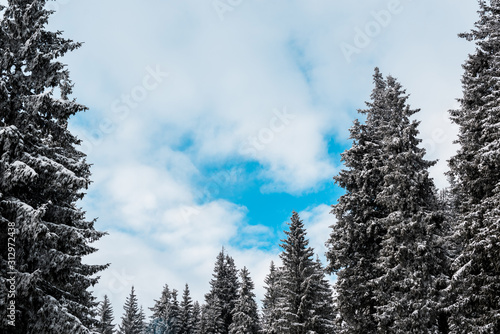 scenic view of pine trees covered with snow and white fluffy clouds © LIGHTFIELD STUDIOS