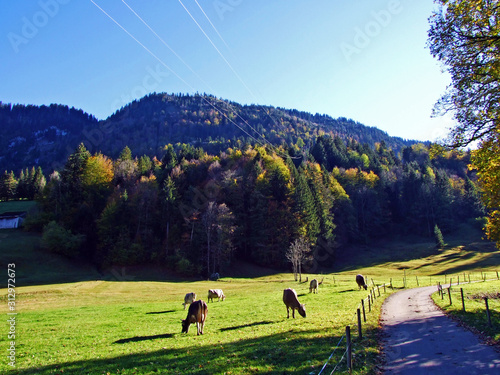 Cows on the grasslands on the Churfirsten mountain range and in the Toggenburg region, Starkenbach - Canton of St. Gallen, Switzerland photo