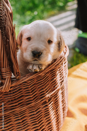 Cute white labrador in the basket