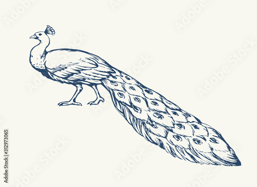 A beautiful peacock is standing on the ground. Vector drawing