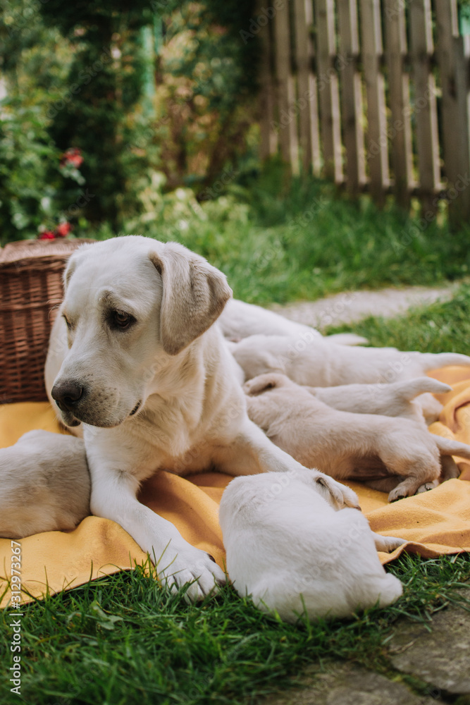 Cute white labradors on the grass