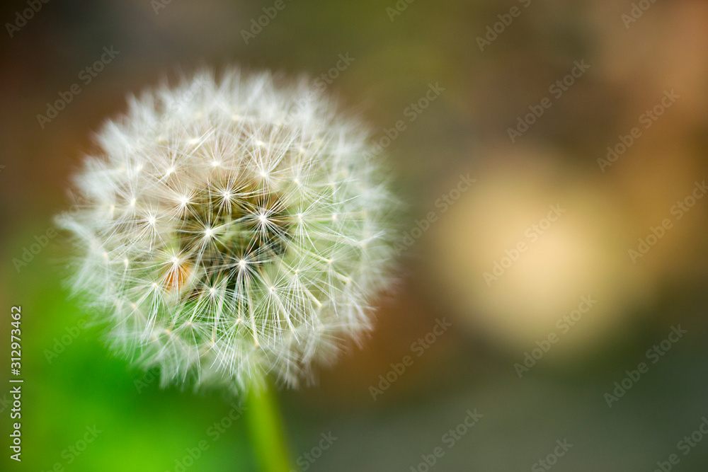 Fototapeta premium Dandelion seeds close up on natural blurred background. White fluffy dandelions, natural green blurred spring background.