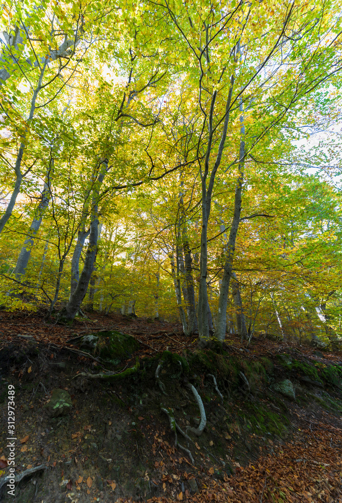 Naklejka premium Autumn in the Natural Park of Moncayo is a protected area located in the province of Zaragoza.