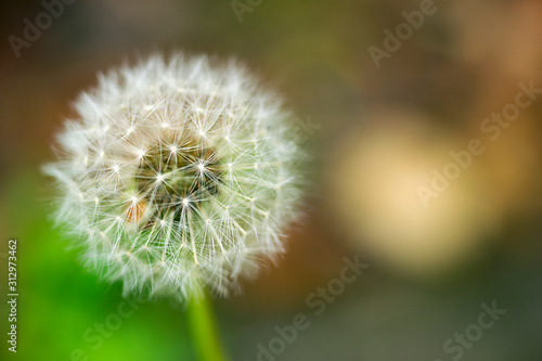 Dandelion seeds close up on natural blurred background. White fluffy dandelions  natural green blurred spring background.