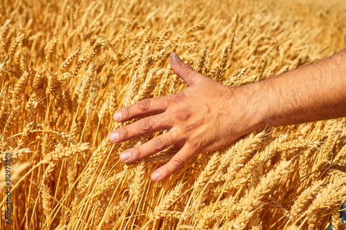 Farmer hand wheat. the concept of a rich harvest. With sunset background.
