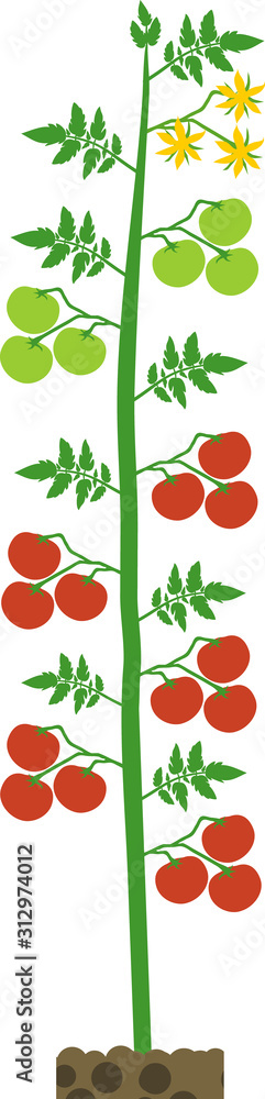 Fototapeta Nieokreślona roślina pomidora z zielonym liściem, żółtymi kwiatami i dojrzałymi czerwonymi pomidorami na białym tle