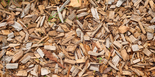 Cedar wood chips coverage the ground with dry yellow spruce branch.
