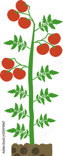 Determinate tomato plant with green leaf and ripe red tomatoes isolated on white background