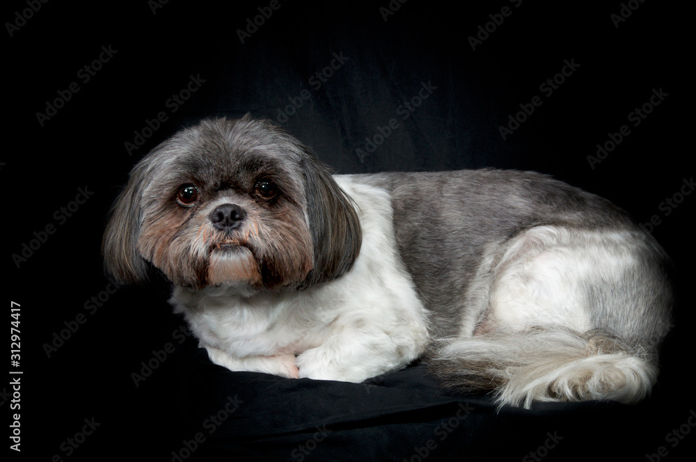 Tri-color Shih Tzu dog lying down on black background, looking at viewer with head raised. Tri-color Shih Tzu dog lying down on black background, looking at viewer with head raised.