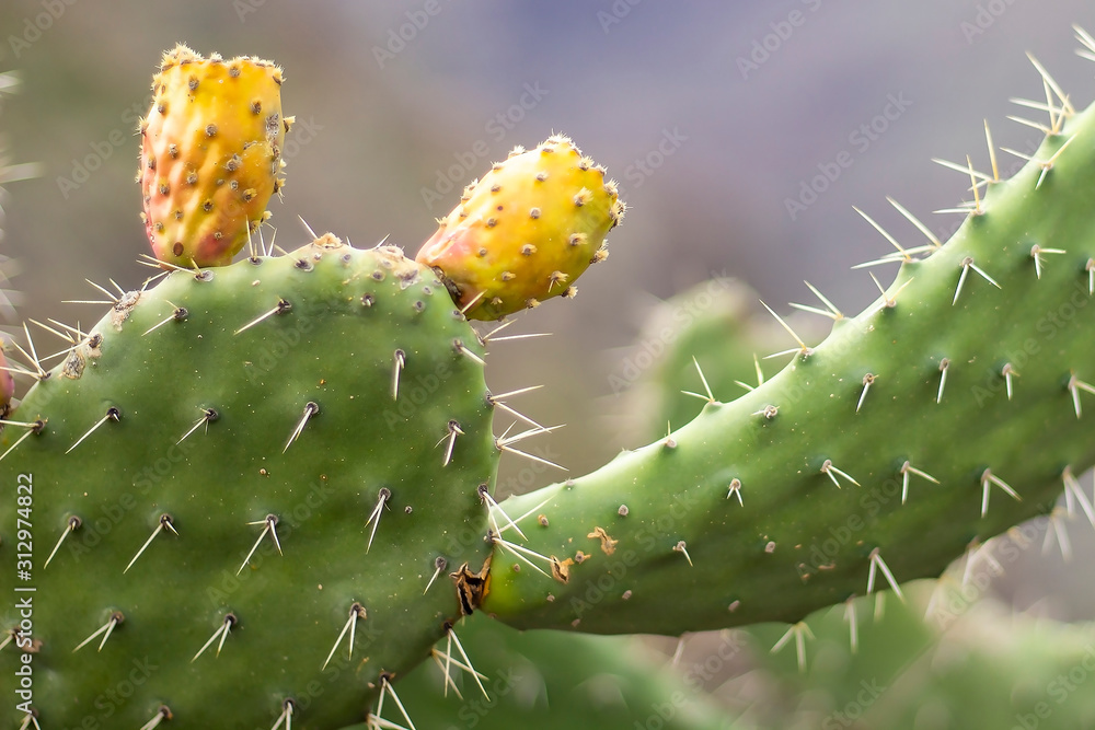 Green cactus with yellow fruits on it. Canary Islands