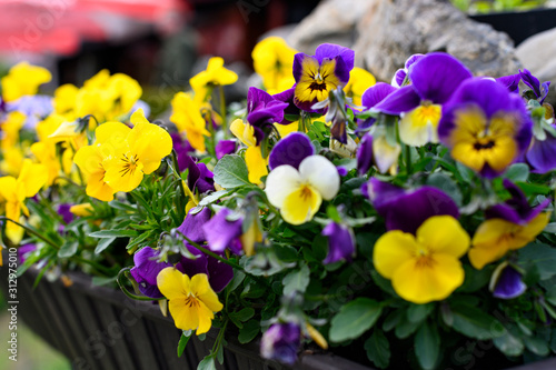 wild pansy