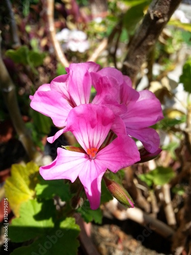 naturaleza viva  vida  flores  colores