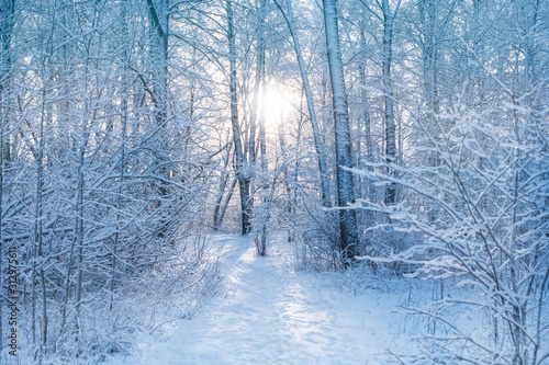 Landscape of a beautiful snow forest with white snow on the branches of trees and peeking frosty sun through the trees.