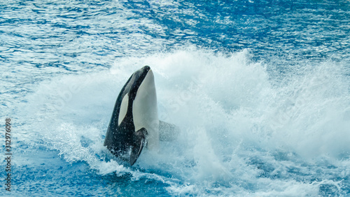 A Killer Whale Splashing Out of the Water