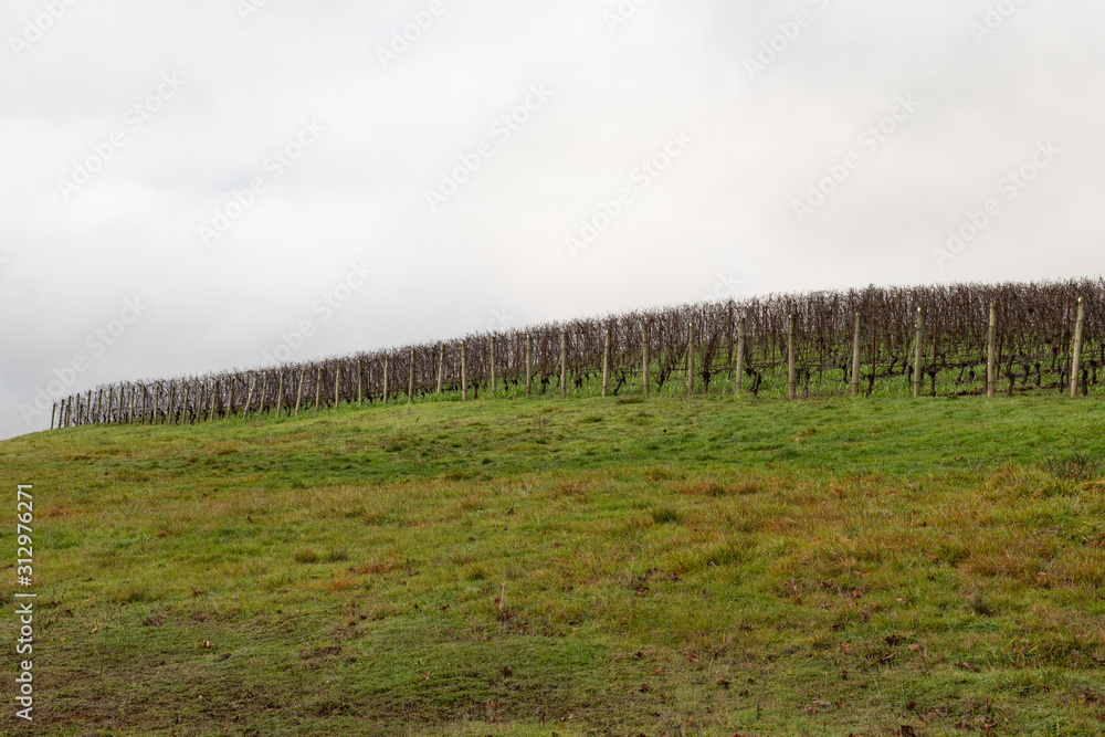 Oregon vineyard in the winter