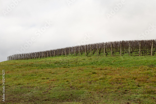 Oregon vineyard in the winter