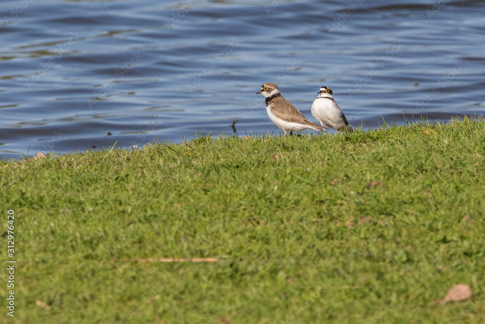 Little ringed plover (Charadrius dubius)