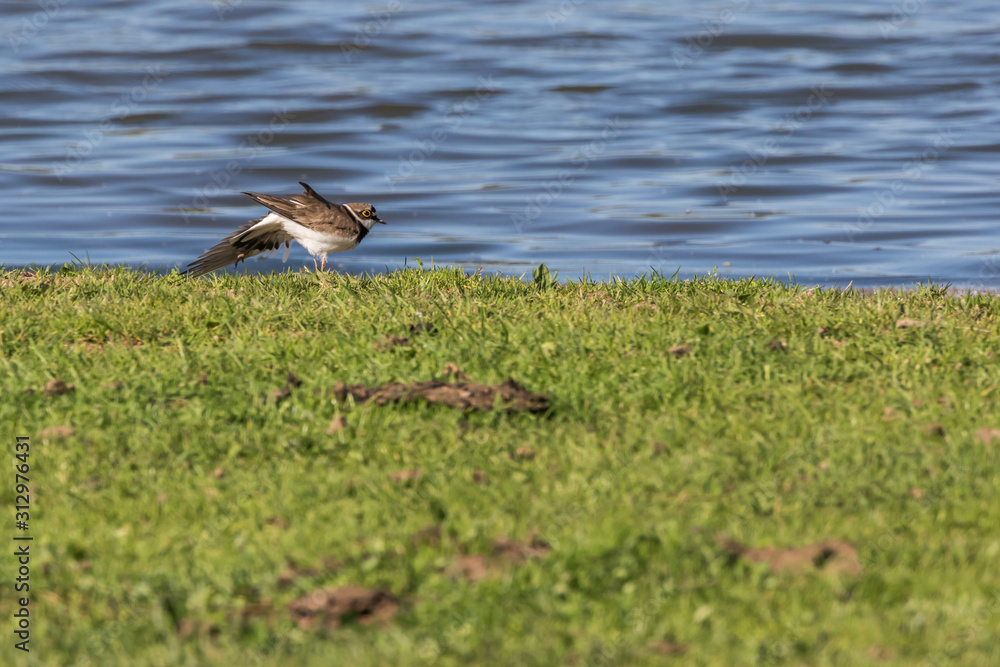 Little ringed plover (Charadrius dubius)