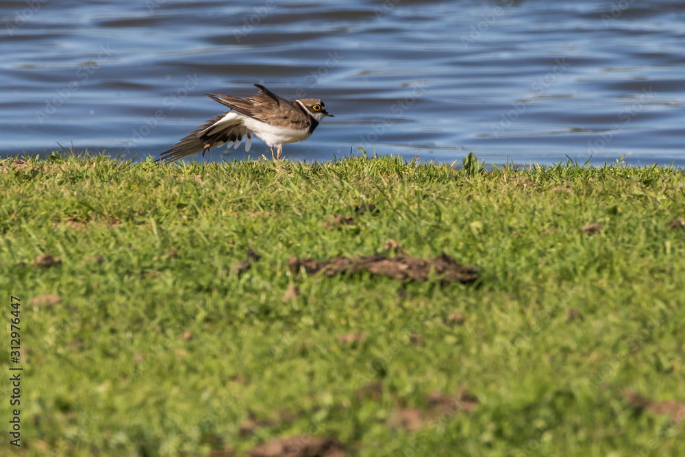 Little ringed plover (Charadrius dubius)