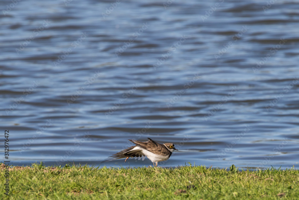 Little ringed plover (Charadrius dubius)