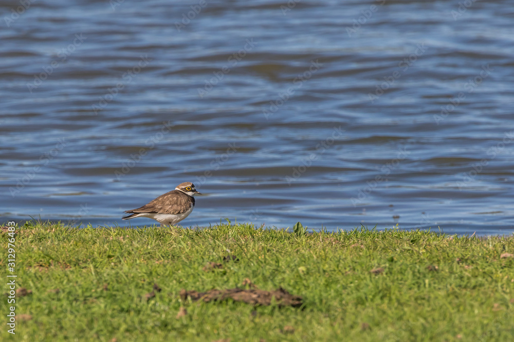 Little ringed plover (Charadrius dubius)
