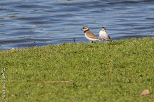 Obraz na płótnie Little ringed plover (Charadrius dubius) w salonie