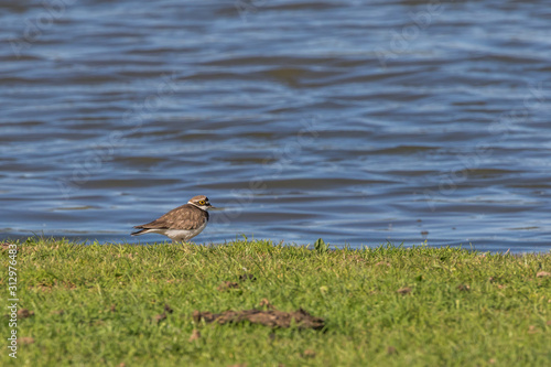 Obraz na płótnie Little ringed plover (Charadrius dubius) w salonie