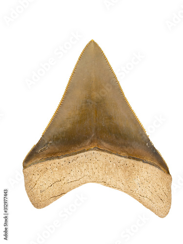  P1010093 Fossil Carcharocles megalodon shark tooth, labial, with scale copyright ernie cooper 2019 photo