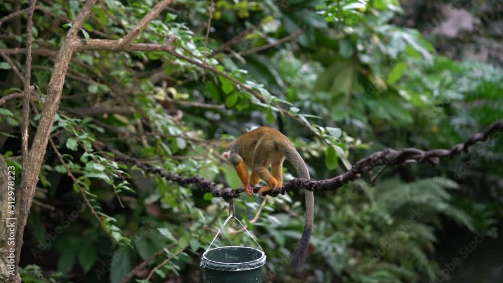 Squirrel monkey takes something to eat from a bucket Squirrel monkey takes something to eat from a bucket