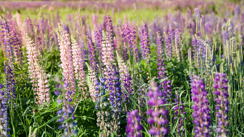 Obraz premium A field of lupines. Violet and pink lupin in meadow. Colorful bunch of lupines summer flower background or greeting card. Summer meadow with blooming lupins.