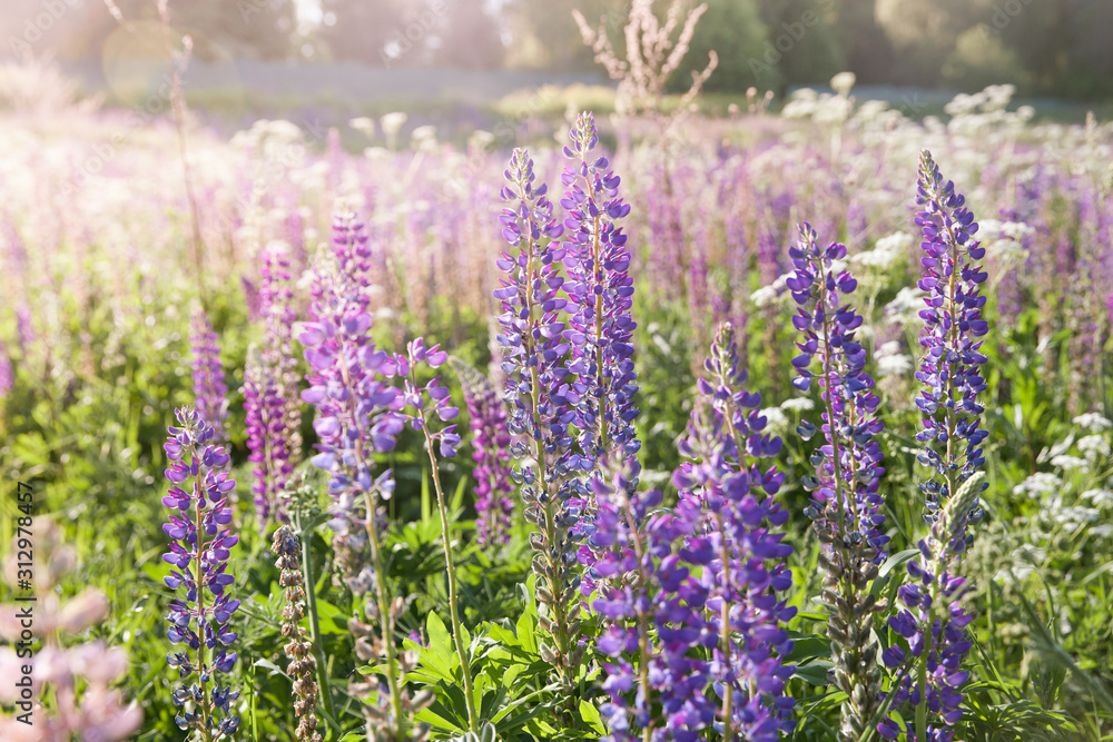 Naklejka premium A field of lupines. Violet and pink lupin in meadow. Colorful bunch of lupines summer flower background or greeting card. Summer meadow with blooming lupins.