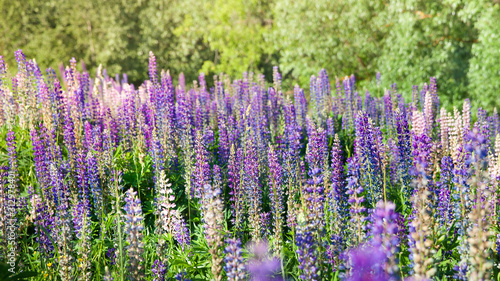 Blooming lupine flowers. A field of lupines. Violet and pink lupin in meadow. Colorful bunch of lupines summer flower background or greeting card.