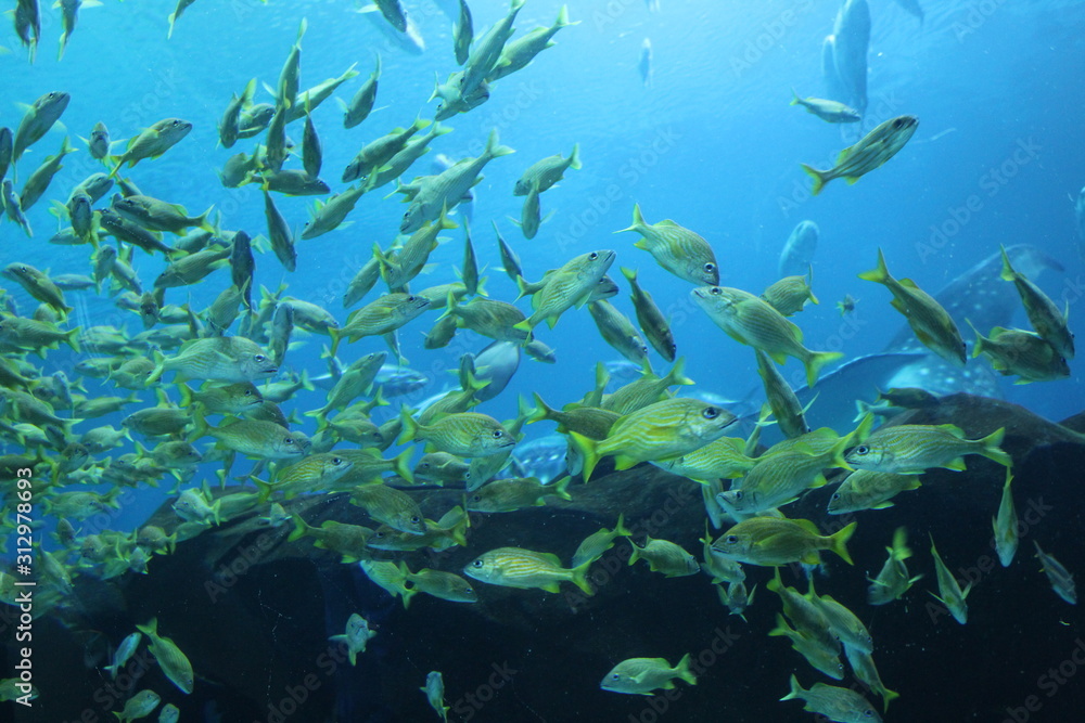 Fototapeta premium shoal of tropical fish